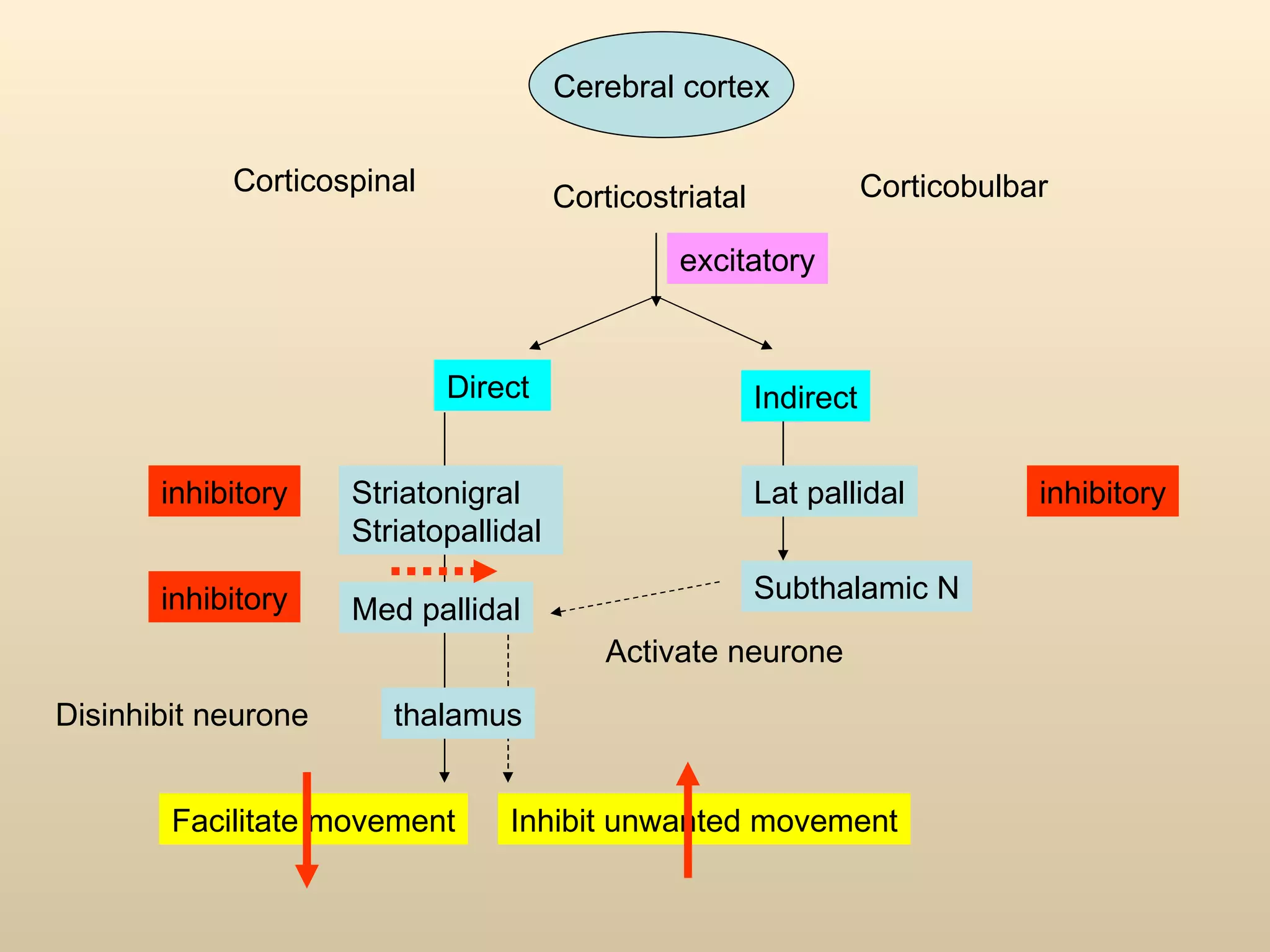Cerebral cortex Corticospinal  Corticobulbar Corticostriatal  Direct  Indirect Striatonigral Striatopallidal  inhibitory Disinhibit neurone thalamus Facilitate movement Subthalamic N Med pallidal inhibitory inhibitory Lat pallidal Activate neurone Inhibit unwanted movement excitatory 