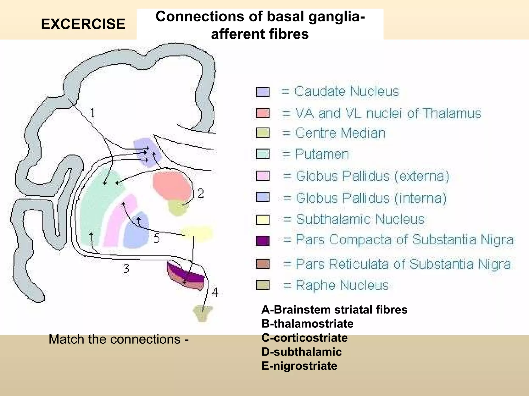 Connections of basal ganglia-afferent fibres A-Brainstem striatal fibres B-thalamostriate C-corticostriate D-subthalamic E-nigrostriate Match the connections - EXCERCISE 