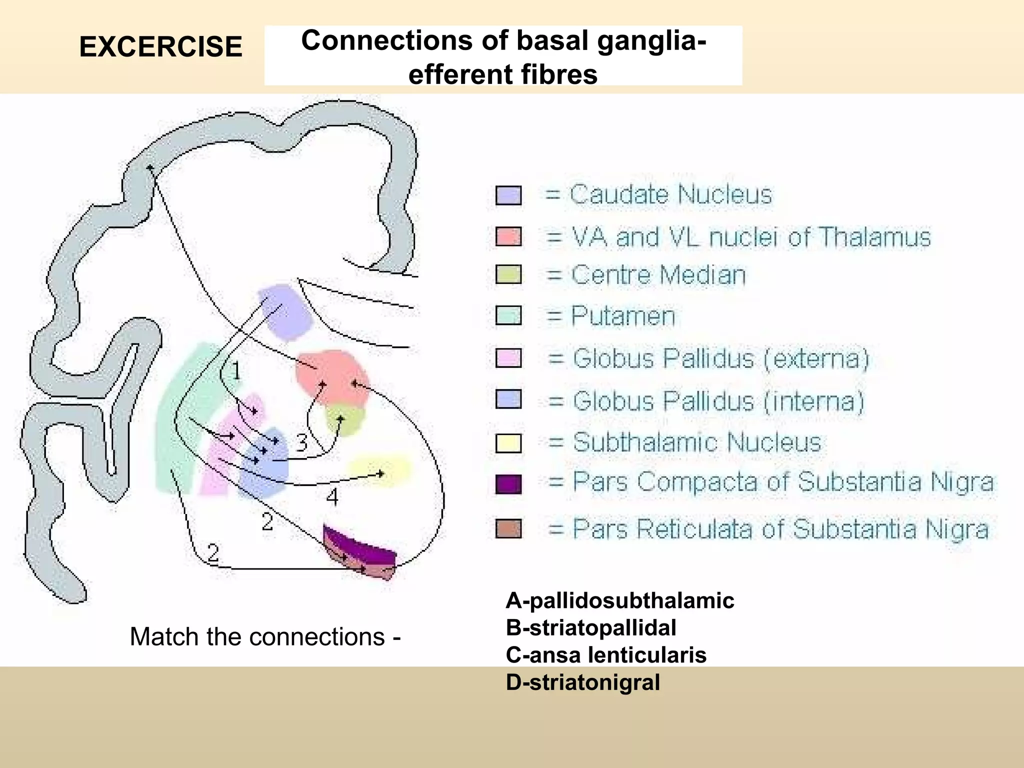 Connections of basal ganglia-efferent fibres A-pallidosubthalamic B-striatopallidal C-ansa lenticularis D-striatonigral Match the connections - EXCERCISE 