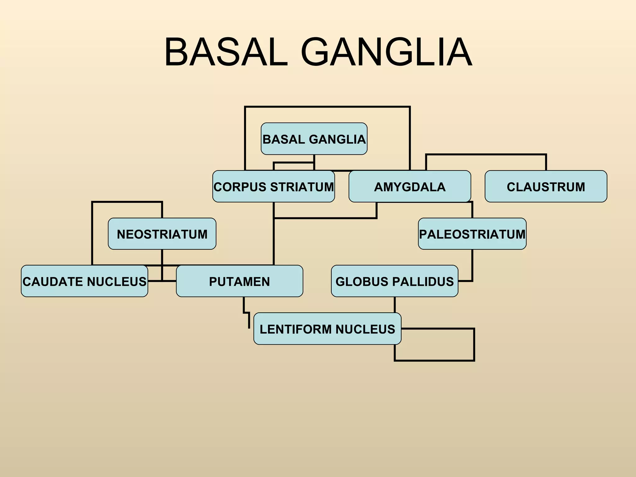 BASAL GANGLIA BASAL GANGLIA CORPUS STRIATUM AMYGDALA NEOSTRIATUM CAUDATE NUCLEUS PALEOSTRIATUM PUTAMEN GLOBUS PALLIDUS LENTIFORM NUCLEUS CLAUSTRUM 