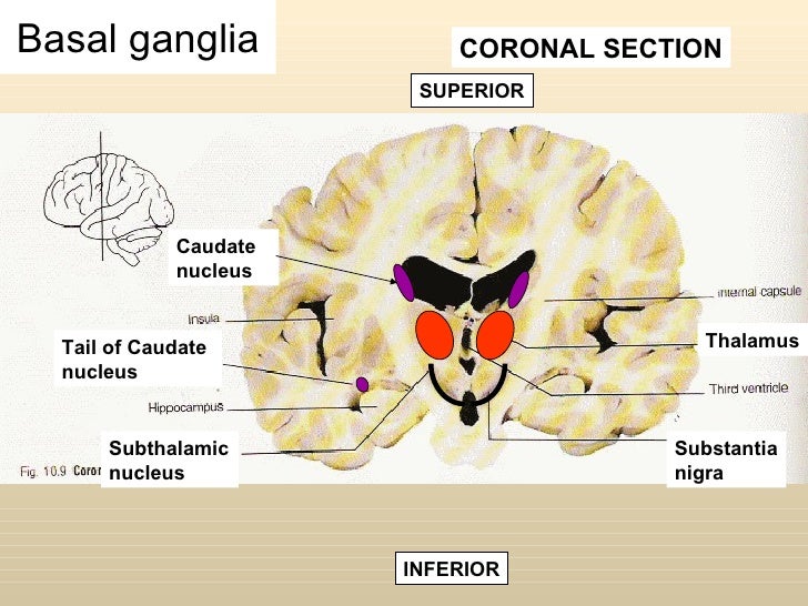 anatomy of basal ganglia