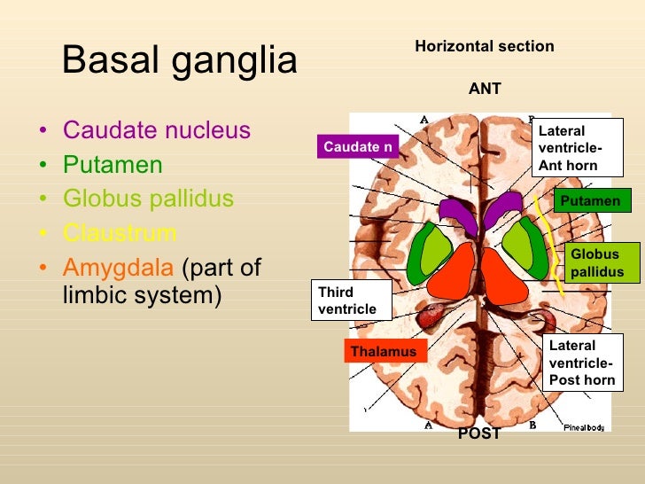 Components Of Basal Ganglia Biology Diagrams