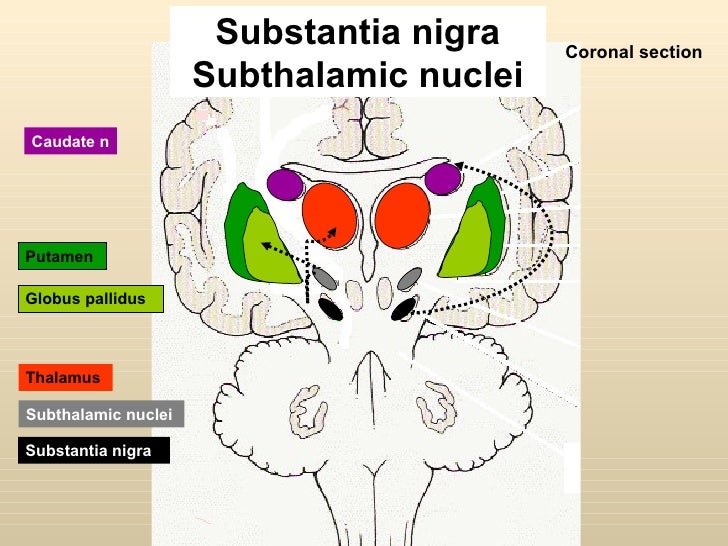 Image result for Subthalamus - Anatomy