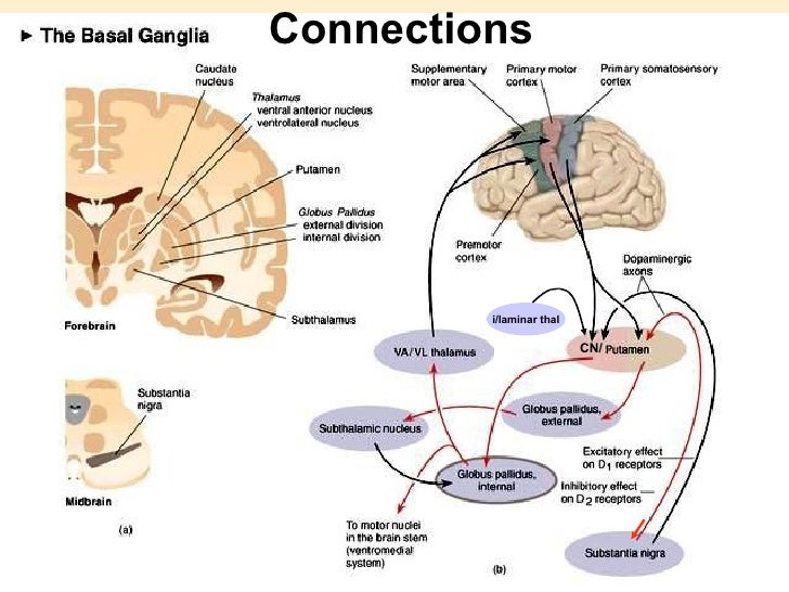 Anatomy of basal ganglia