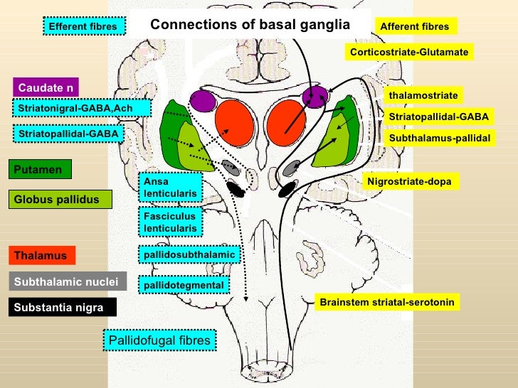 Anatomy of basal ganglia