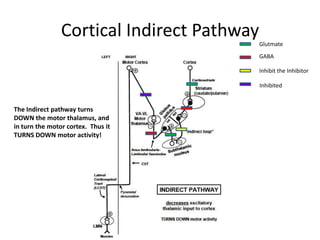 Anatomy of basal ganglia | PPTX