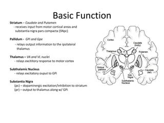 Anatomy of basal ganglia | PPTX