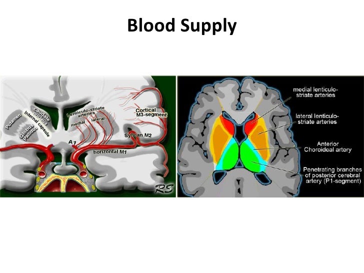 Anatomy of basal ganglia