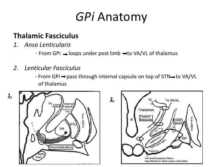 Anatomy of basal ganglia