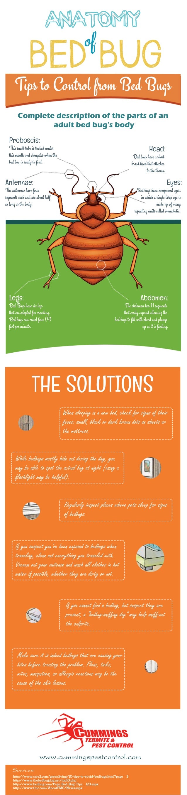 Anatomy of Bed Bug Tips to Control from Bed Bugs