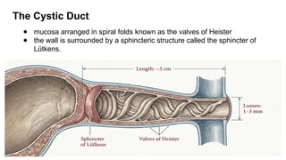 Comprehensive Anatomy and Congenital Anomalies of the Biliary System | PPTX