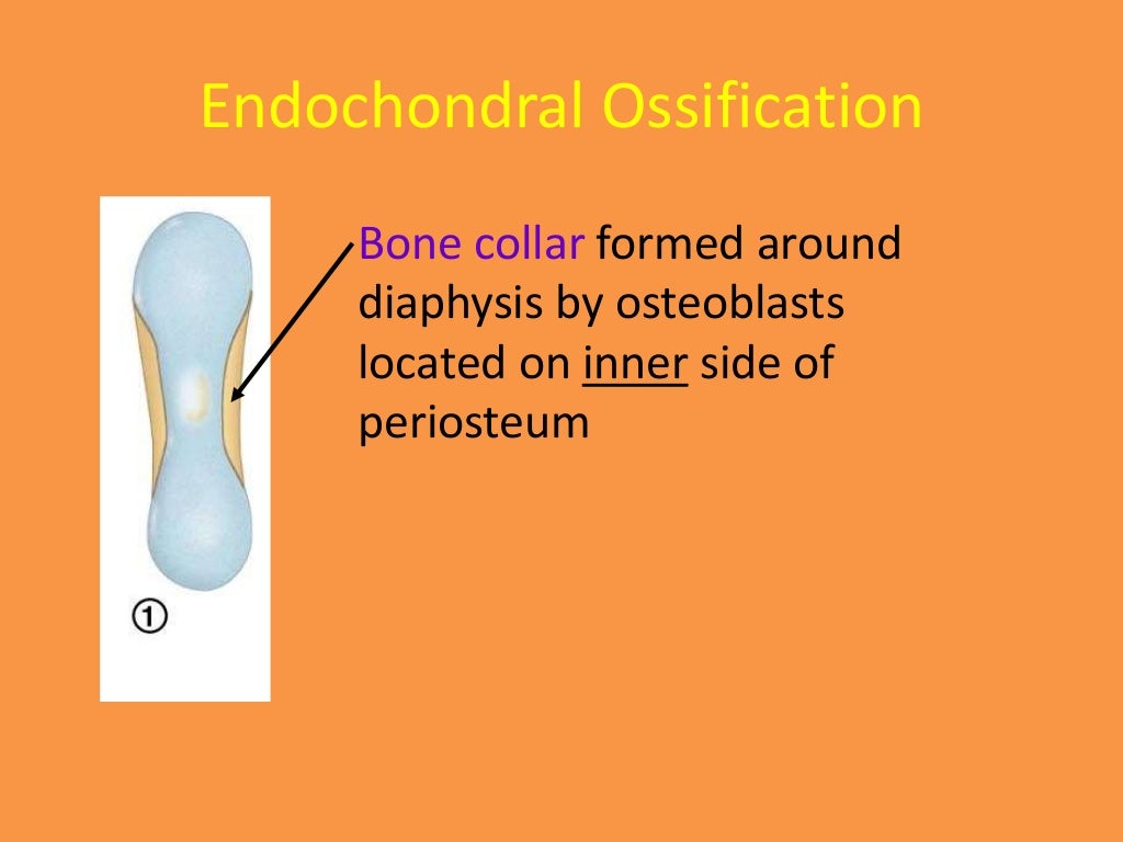 indicate whether each bone is a long, short, irregular, or flat bone.