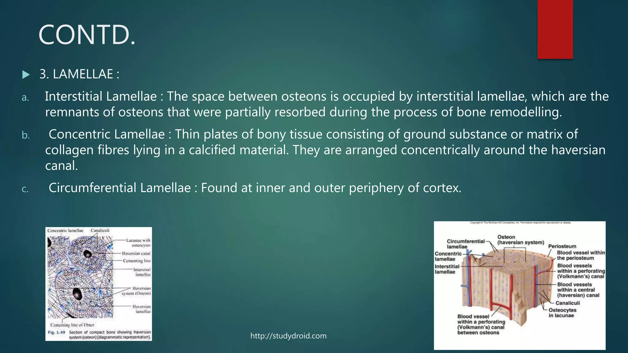 CONTD.
 3. LAMELLAE :
a. Interstitial Lamellae : The space between osteons is occupied by interstitial lamellae, which are the
remnants of osteons that were partially resorbed during the process of bone remodelling.
b. Concentric Lamellae : Thin plates of bony tissue consisting of ground substance or matrix of
collagen fibres lying in a calcified material. They are arranged concentrically around the haversian
canal.
c. Circumferential Lamellae : Found at inner and outer periphery of cortex.
http://studydroid.com
 