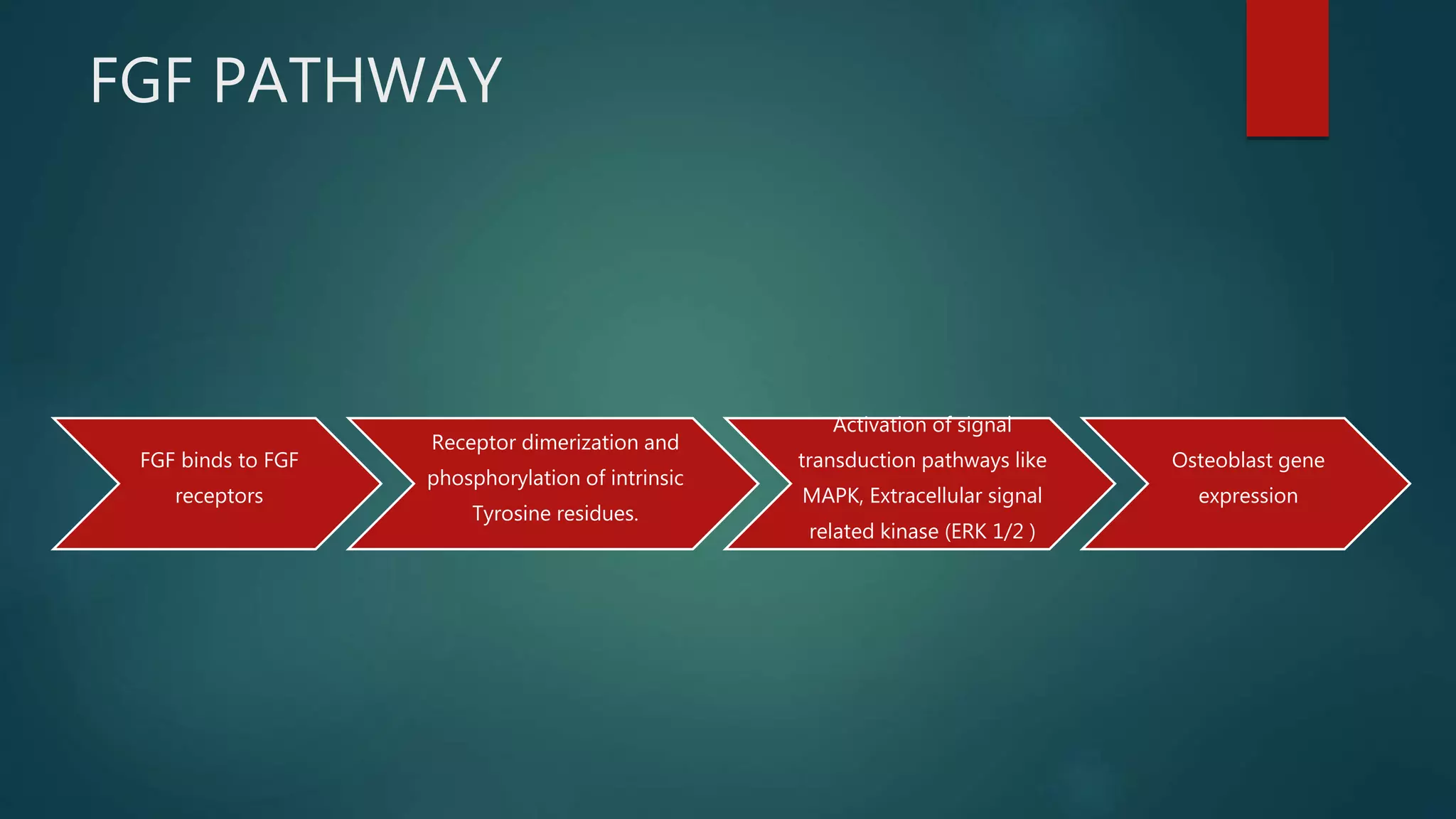 FGF PATHWAY
FGF binds to FGF
receptors
Receptor dimerization and
phosphorylation of intrinsic
Tyrosine residues.
Activation of signal
transduction pathways like
MAPK, Extracellular signal
related kinase (ERK 1/2 )
Osteoblast gene
expression
 