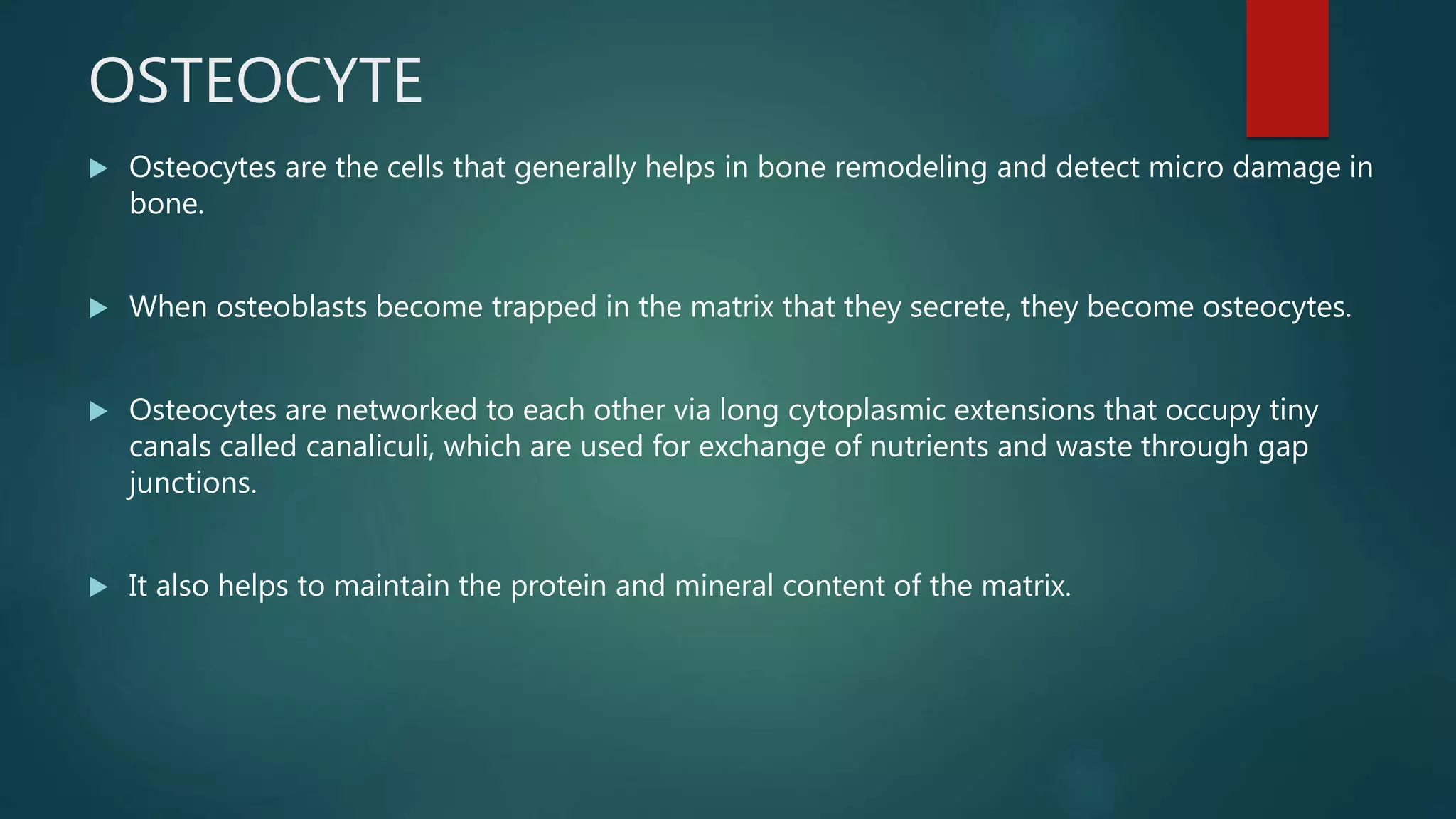 OSTEOCYTE
 Osteocytes are the cells that generally helps in bone remodeling and detect micro damage in
bone.
 When osteoblasts become trapped in the matrix that they secrete, they become osteocytes.
 Osteocytes are networked to each other via long cytoplasmic extensions that occupy tiny
canals called canaliculi, which are used for exchange of nutrients and waste through gap
junctions.
 It also helps to maintain the protein and mineral content of the matrix.
 