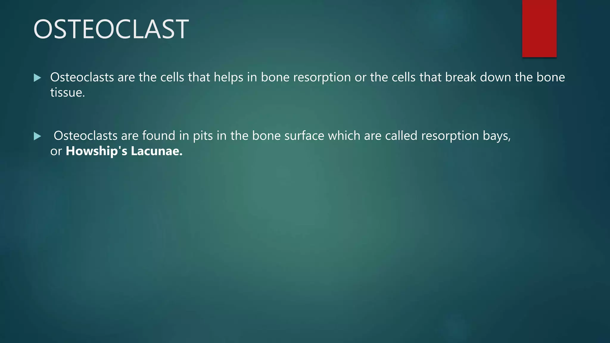 OSTEOCLAST
 Osteoclasts are the cells that helps in bone resorption or the cells that break down the bone
tissue.
 Osteoclasts are found in pits in the bone surface which are called resorption bays,
or Howship's Lacunae.
 