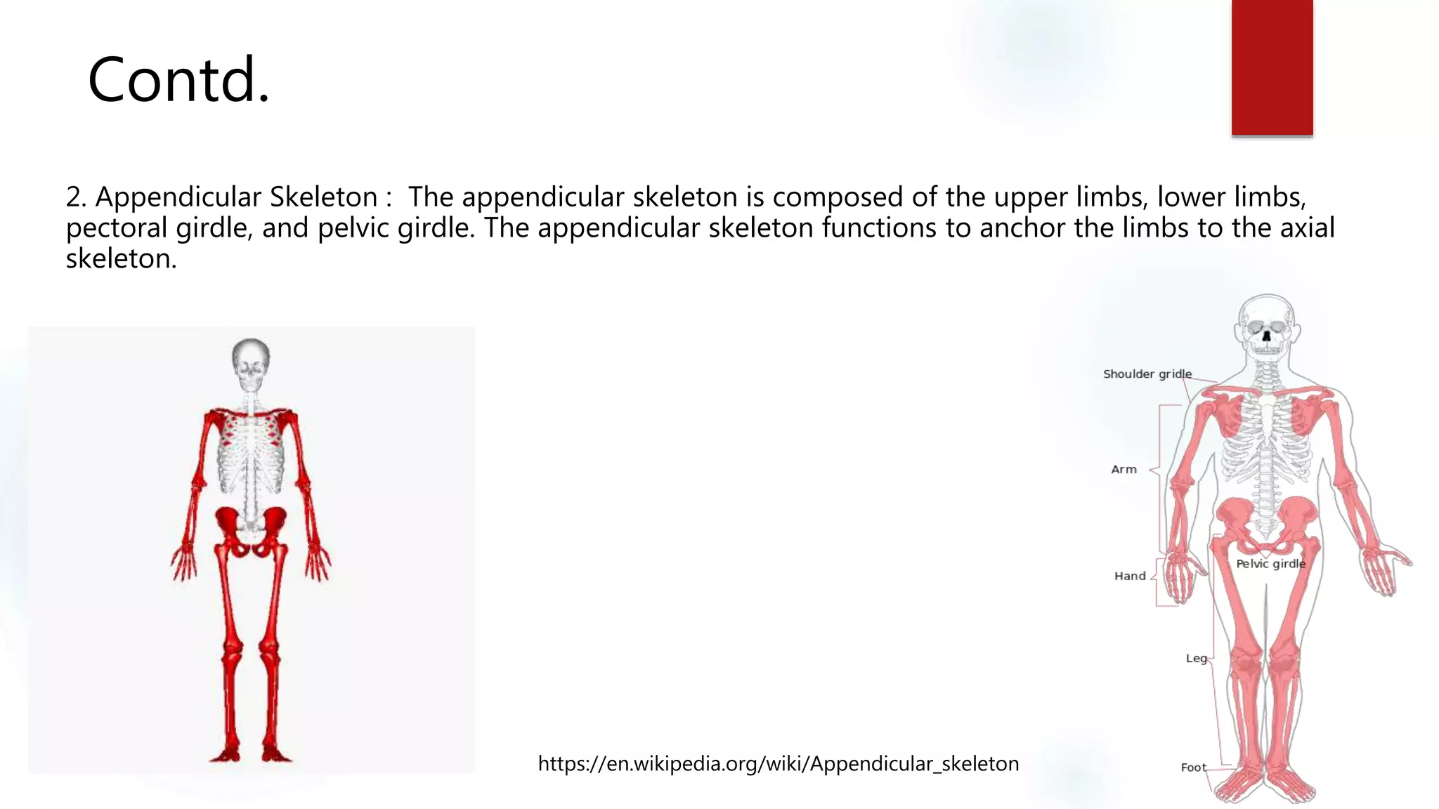 Contd.
2. Appendicular Skeleton : The appendicular skeleton is composed of the upper limbs, lower limbs,
pectoral girdle, and pelvic girdle. The appendicular skeleton functions to anchor the limbs to the axial
skeleton.
https://en.wikipedia.org/wiki/Appendicular_skeleton
 