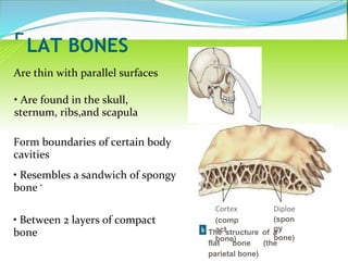 Parallel Medium Bone Anatomy And Physiology of cartilage | PPT