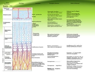 Anatomy And Physiology of cartilage | PPT