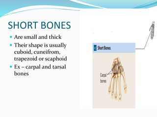 Small Triangular Bone Sharp Anatomy of bone and Cartilage | PDF