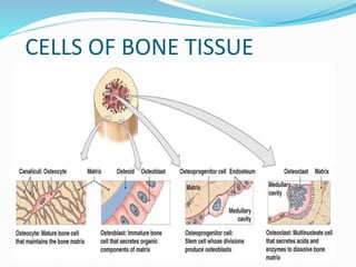 Anatomy of bone and Cartilage | PDF