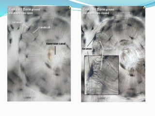 Anatomy of bone and Cartilage | PDF