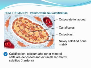 Anatomy of bone and Cartilage | PDF