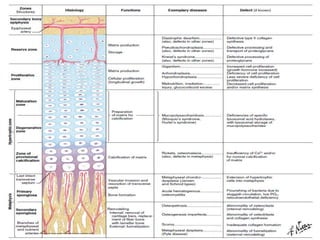 Anatomy of bone and Cartilage | PDF