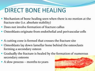 Anatomy of bone and Cartilage | PDF