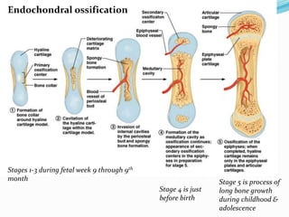 Anatomy of bone and cartilage 1 | PPTX