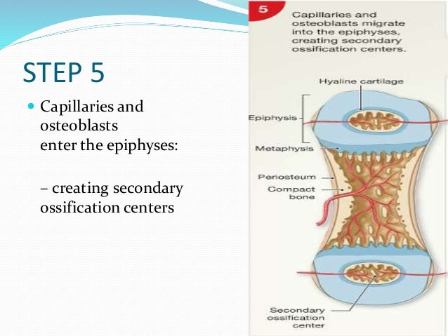 Anatomy of bone and cartilage 1