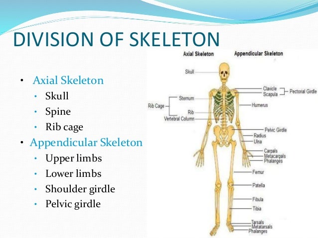 Anatomy of bone and cartilage 1