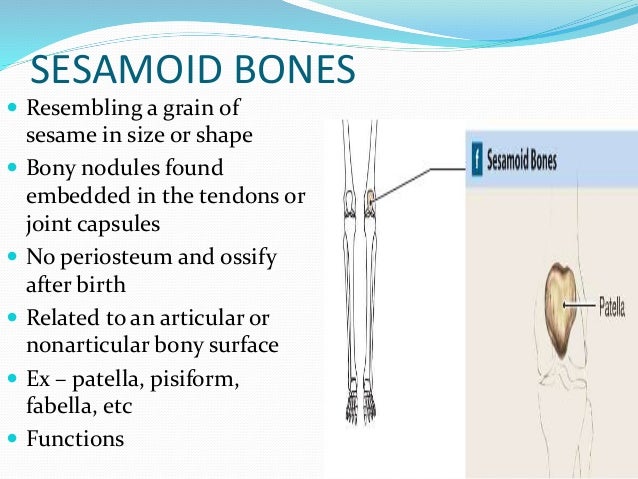 Anatomy of bone and cartilage 1