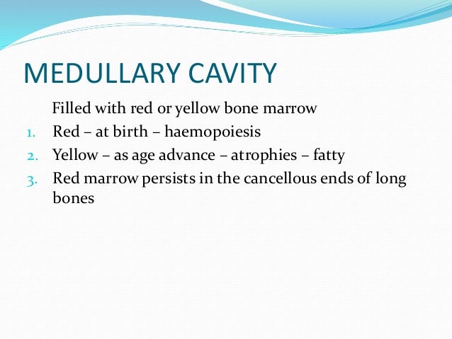 Anatomy of bone and cartilage 1