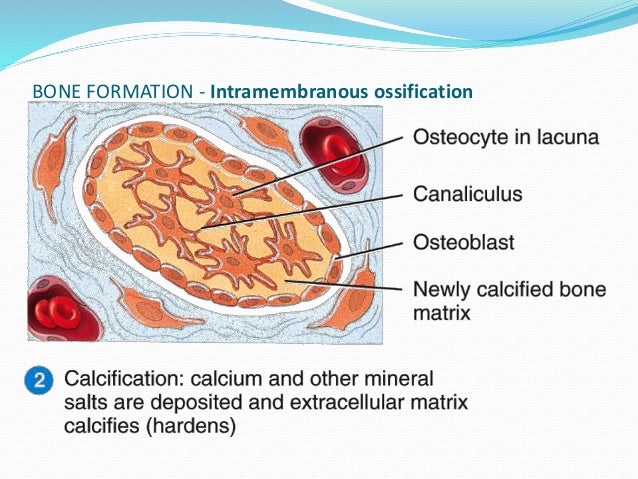 Anatomy of bone and cartilage 1