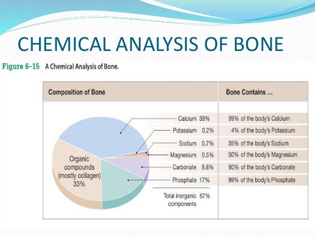 Anatomy of bone and cartilage 1