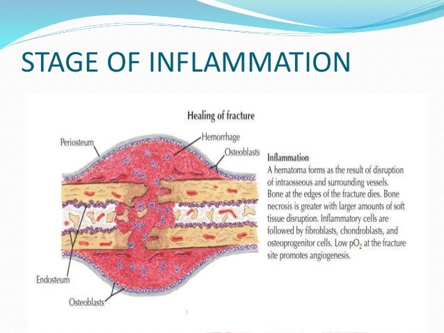 Anatomy of bone and cartilage 1