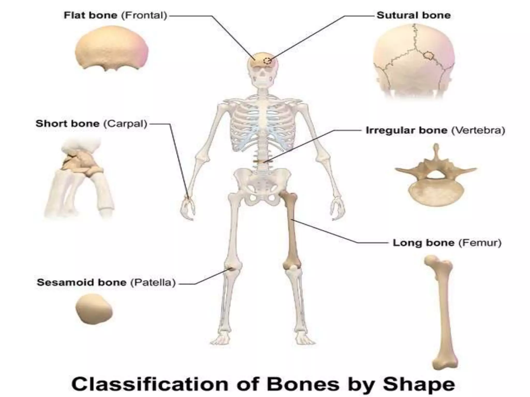 Anatomy of Bone and Fracture Healing.ppt