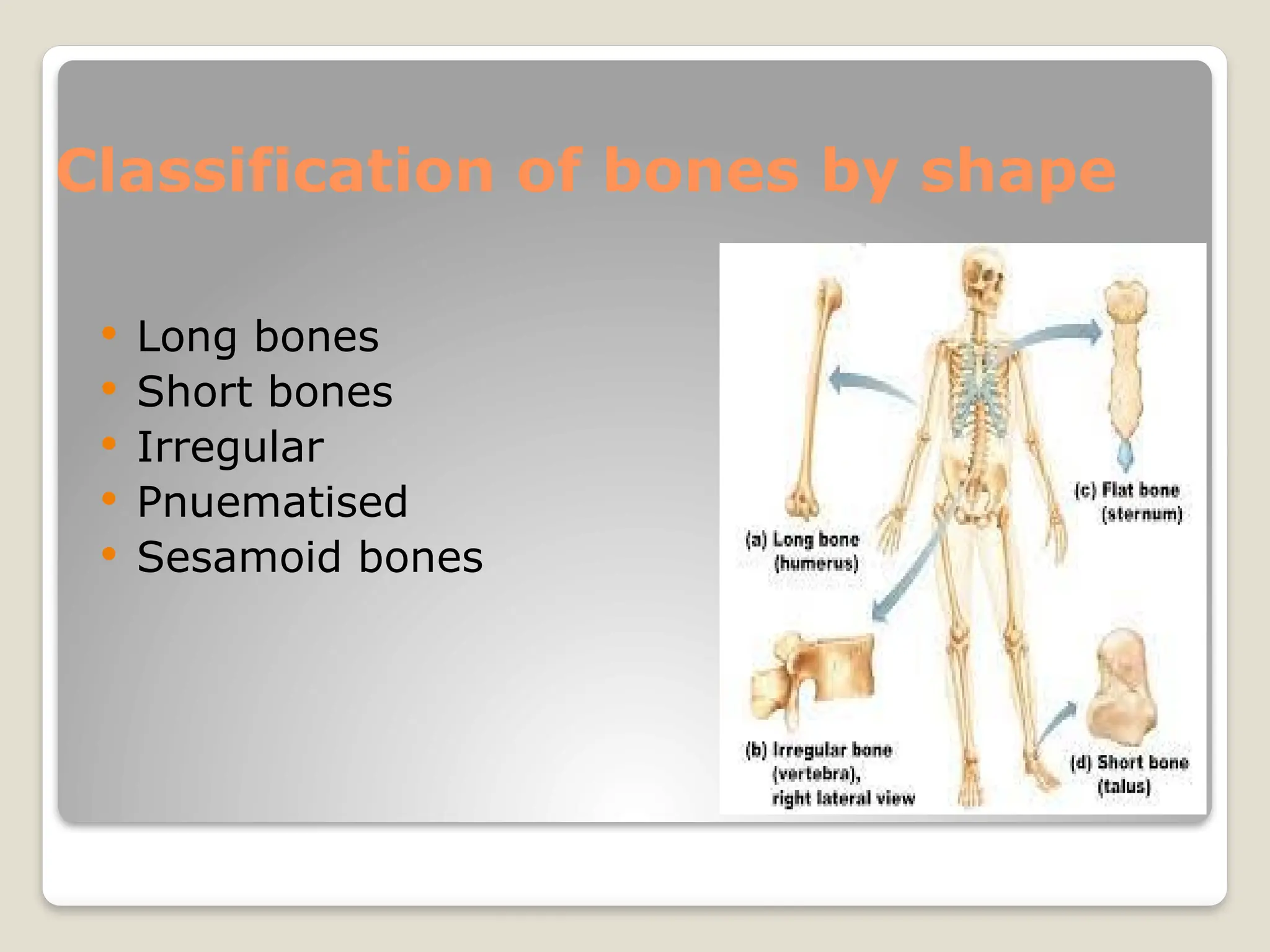 Classification of bones by shape
 Long bones
 Short bones
 Irregular
 Pnuematised
 Sesamoid bones
 
