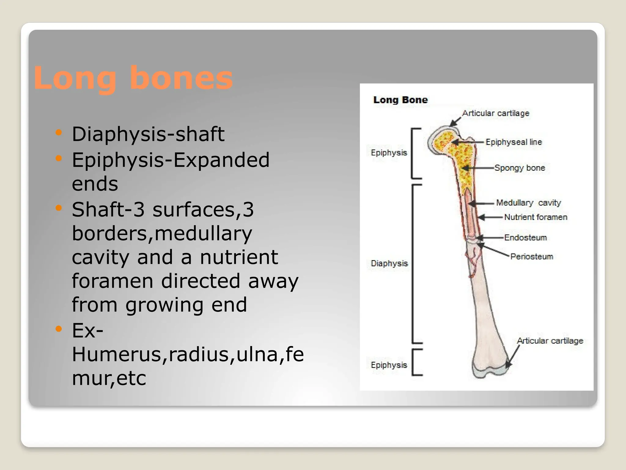Long bones
 Diaphysis-shaft
 Epiphysis-Expanded
ends
 Shaft-3 surfaces,3
borders,medullary
cavity and a nutrient
foramen directed away
from growing end
 Ex-
Humerus,radius,ulna,fe
mur,etc
 