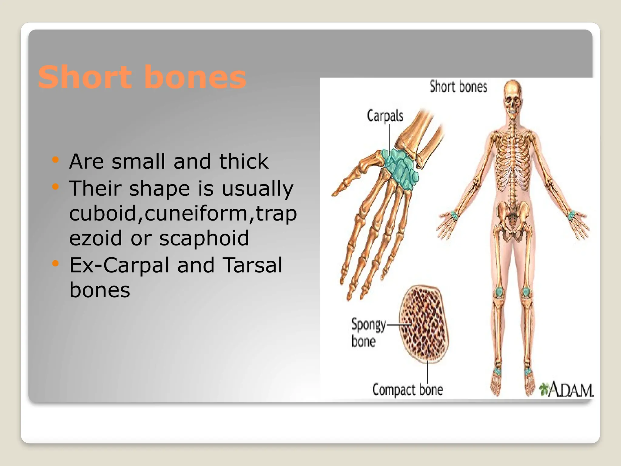 Short bones
 Are small and thick
 Their shape is usually
cuboid,cuneiform,trap
ezoid or scaphoid
 Ex-Carpal and Tarsal
bones
 