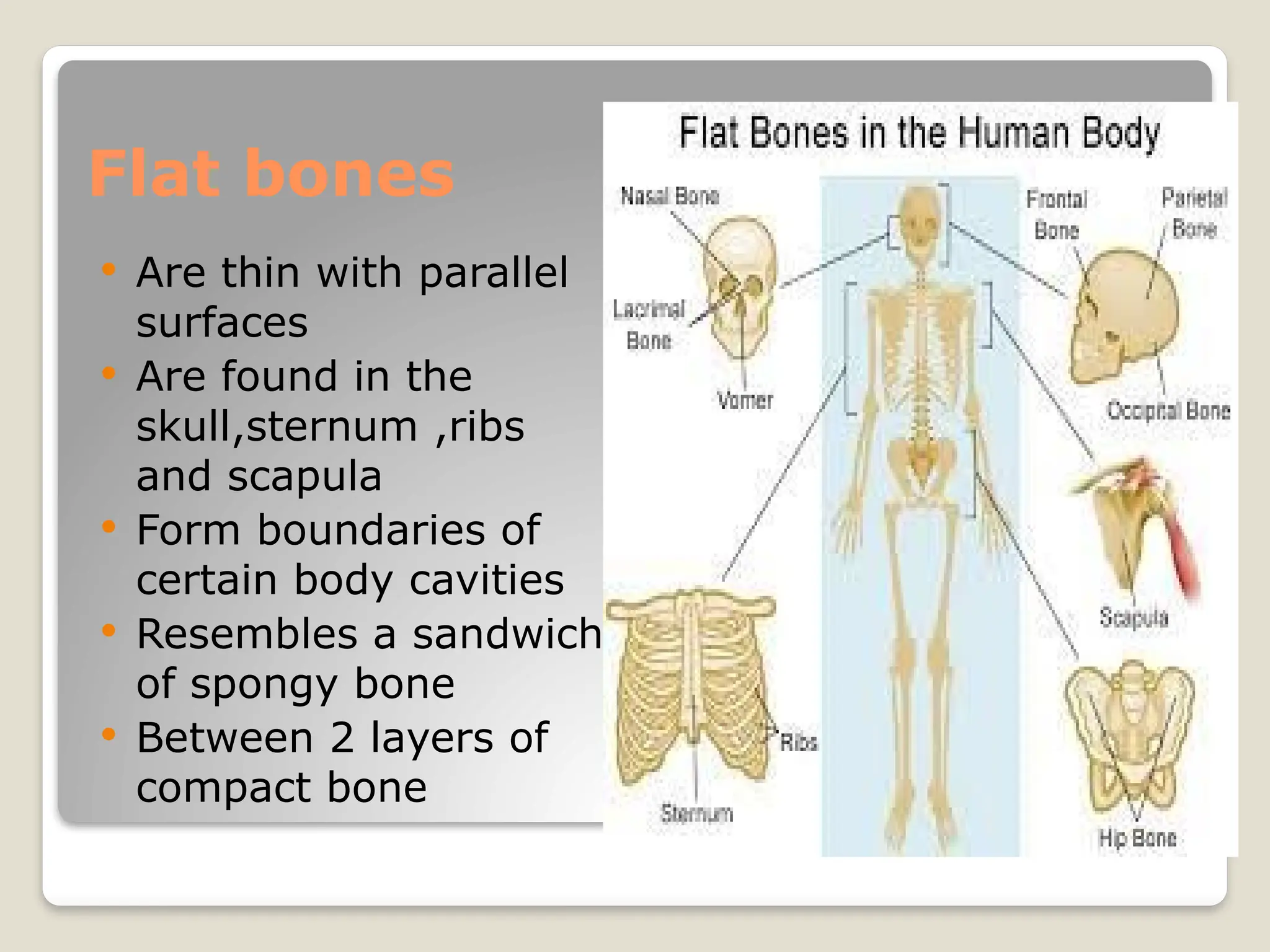 Flat bones
 Are thin with parallel
surfaces
 Are found in the
skull,sternum ,ribs
and scapula
 Form boundaries of
certain body cavities
 Resembles a sandwich
of spongy bone
 Between 2 layers of
compact bone
 