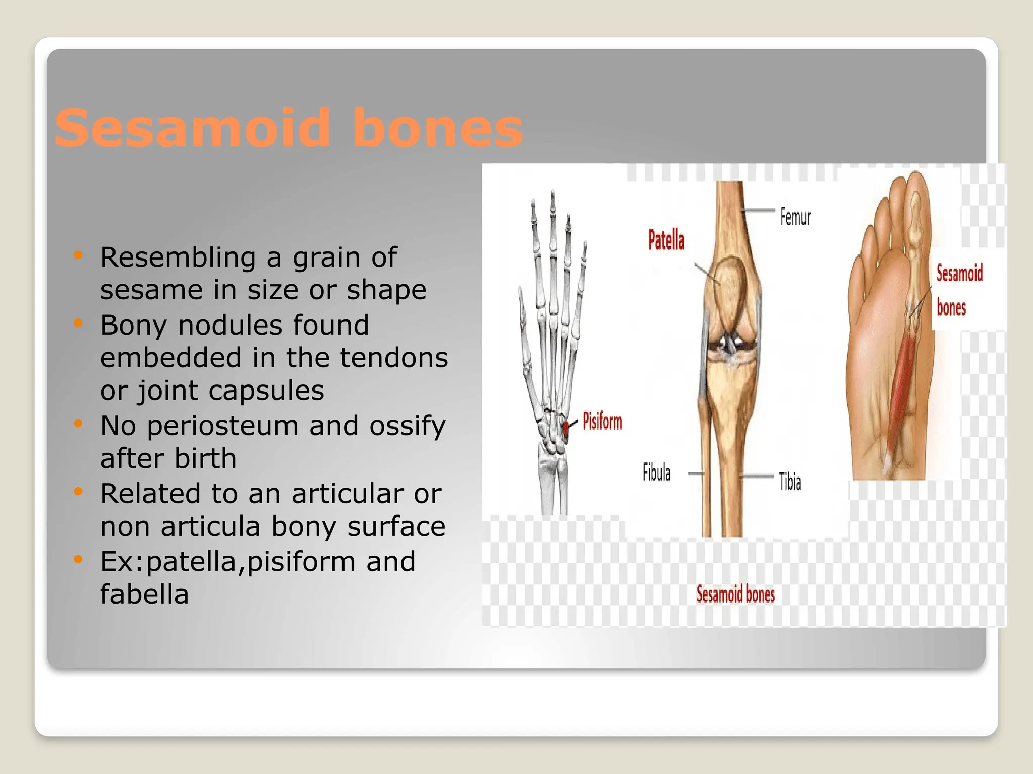 Sesamoid bones
 Resembling a grain of
sesame in size or shape
 Bony nodules found
embedded in the tendons
or joint capsules
 No periosteum and ossify
after birth
 Related to an articular or
non articula bony surface
 Ex:patella,pisiform and
fabella
 