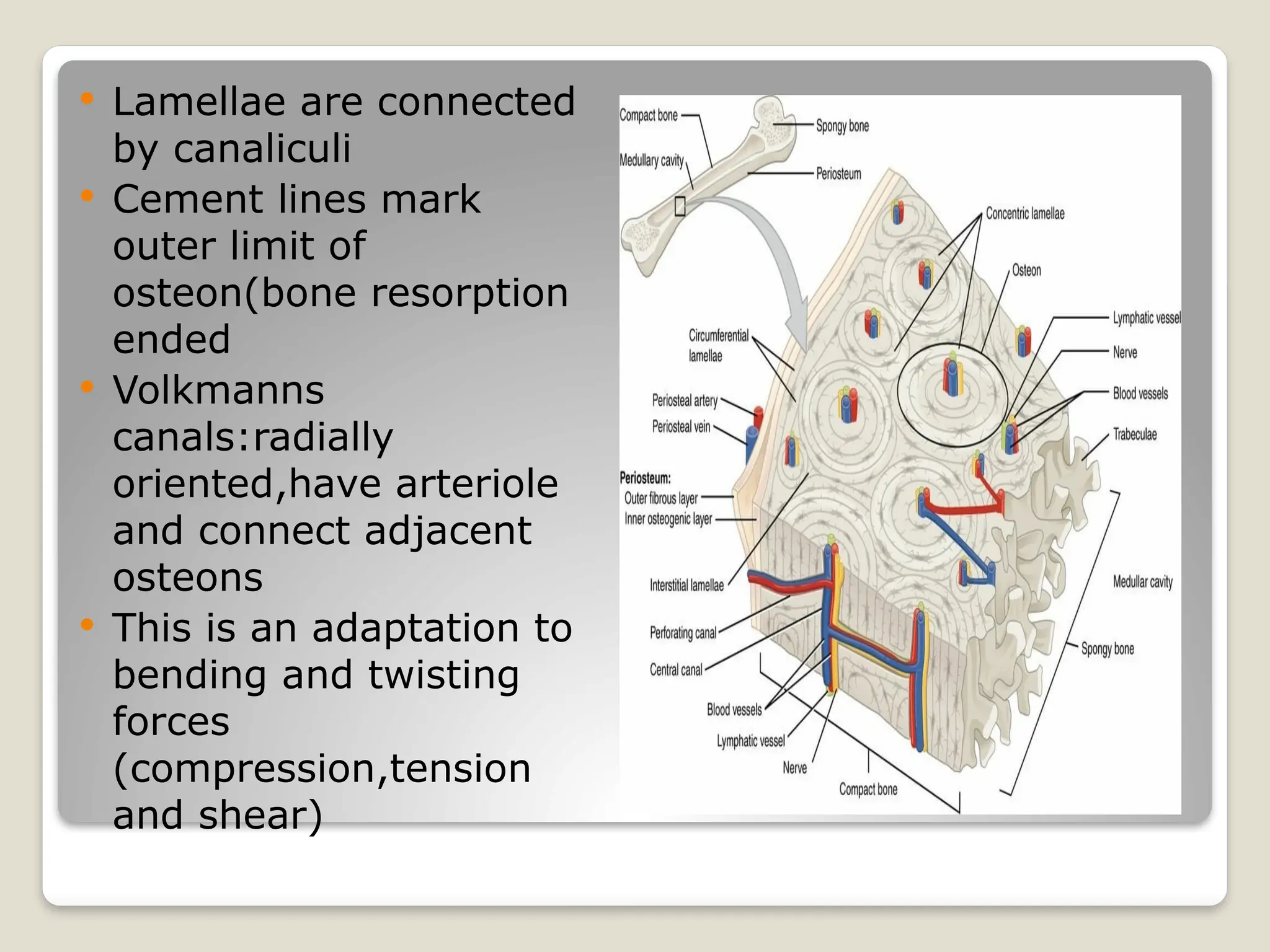  Lamellae are connected
by canaliculi
 Cement lines mark
outer limit of
osteon(bone resorption
ended
 Volkmanns
canals:radially
oriented,have arteriole
and connect adjacent
osteons
 This is an adaptation to
bending and twisting
forces
(compression,tension
and shear)
 