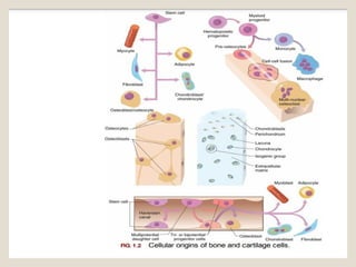 Anatomy of bone and its function adults.ppt