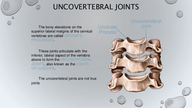 Anatomy of bones