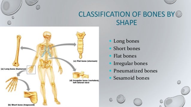 Anatomy of bones