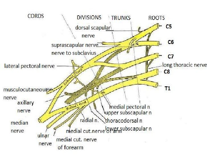 brachial plexus diagram arm nerve anatomy diagram arm get free image about brachial plexus diagram arm nerve anatomy diagram arm get free image about
