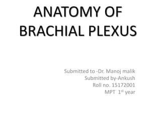 ANATOMY OF
BRACHIAL PLEXUS
Submitted to -Dr. Manoj malik
Submitted by-Ankush
Roll no. 15172001
MPT 1st year
 