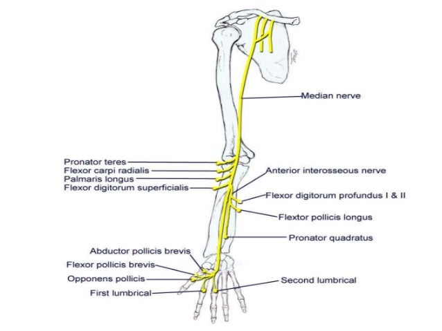 Anatomy of brachial plexus